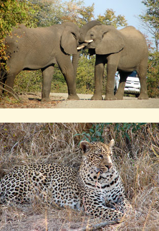 south-africa-side