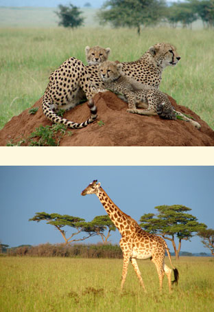 tanzania-side
